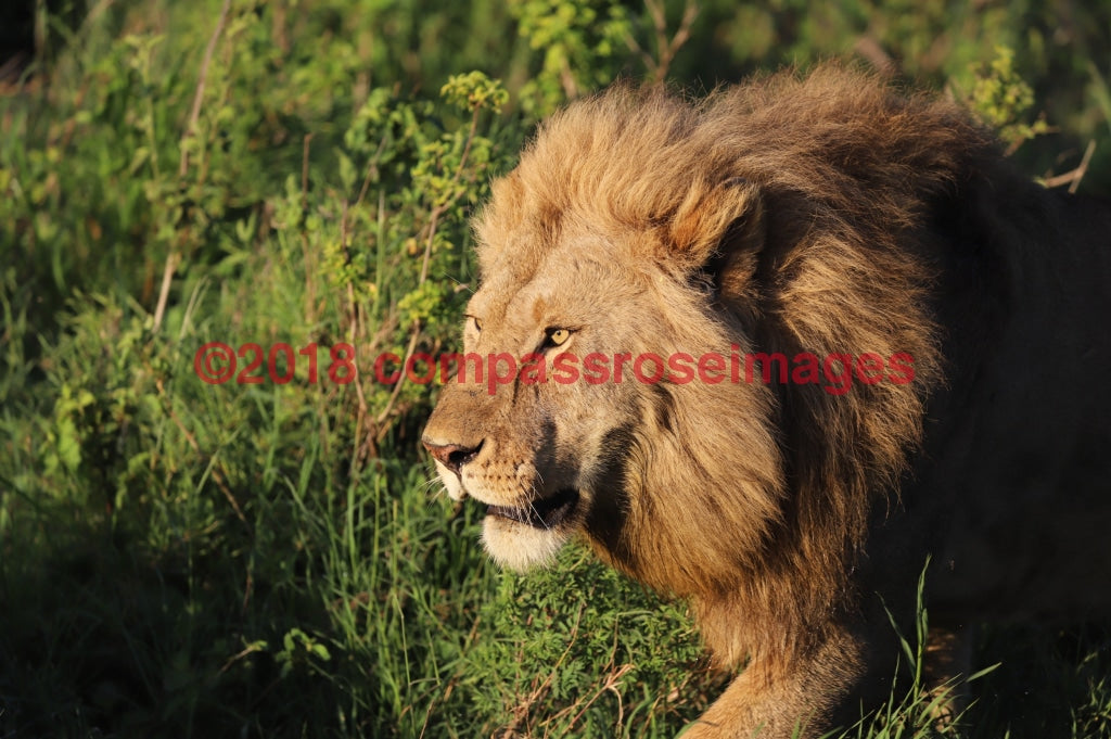 Lion 55 Greeting Card 8X10 Matted Print (5X7 Photo) 11X14 (8X10