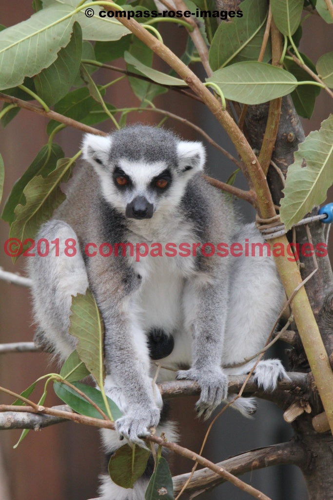 Lemur 3 Greeting Card 8X10 Matted Print (5X7 Photo) 11X14 (8X10