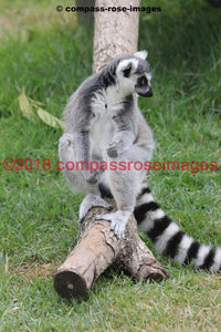 Lemur 4 Greeting Card 8X10 Matted Print (5X7 Photo) 11X14 (8X10