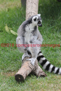 Lemur 4-Canvas Canvas-10 X 10 Canvas