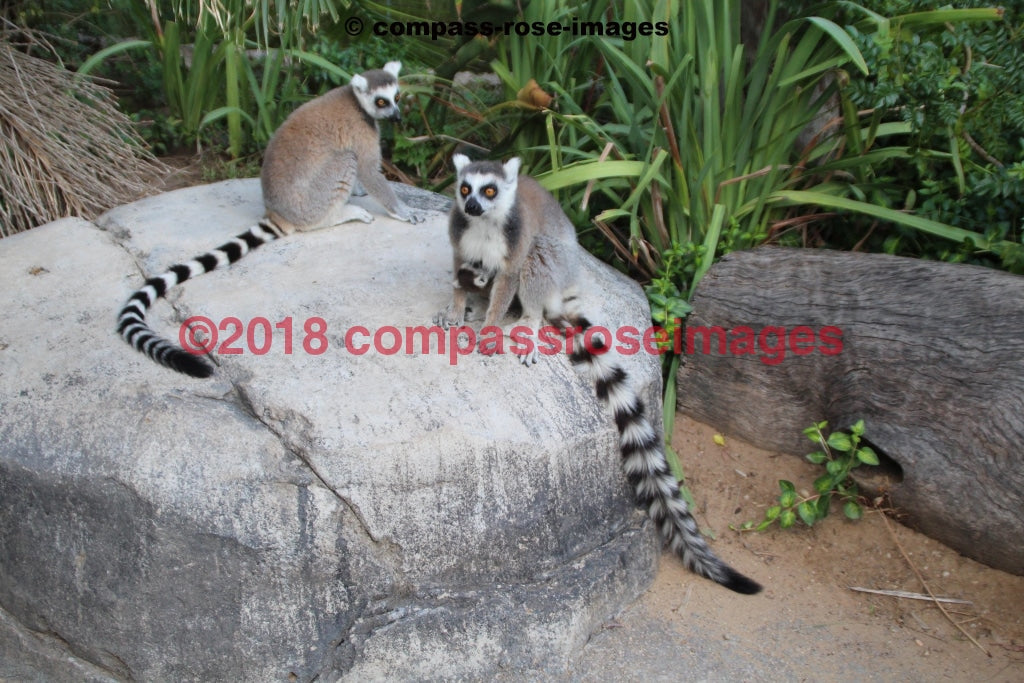 Lemur 2 Greeting Card 8X10 Matted Print (5X7 Photo) 11X14 (8X10