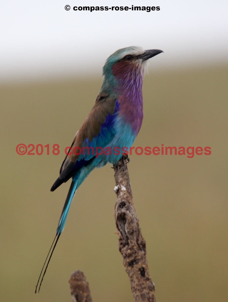 Lilac Breasted Roller 3 Greeting Card 8X10 Matted Print (5X7 Photo) 11X14 (8X10