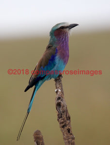 Lilac Breasted Roller 3-Metal Metal - 8 X 10