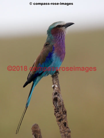 Lilac Breasted Roller 3 Greeting Card 8X10 Matted Print (5X7 Photo) 11X14 (8X10