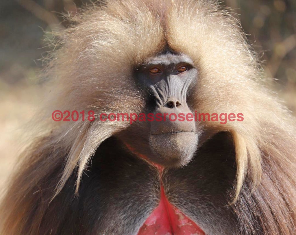 Monkey 35-Canvas Canvas-10 X 10 Canvas