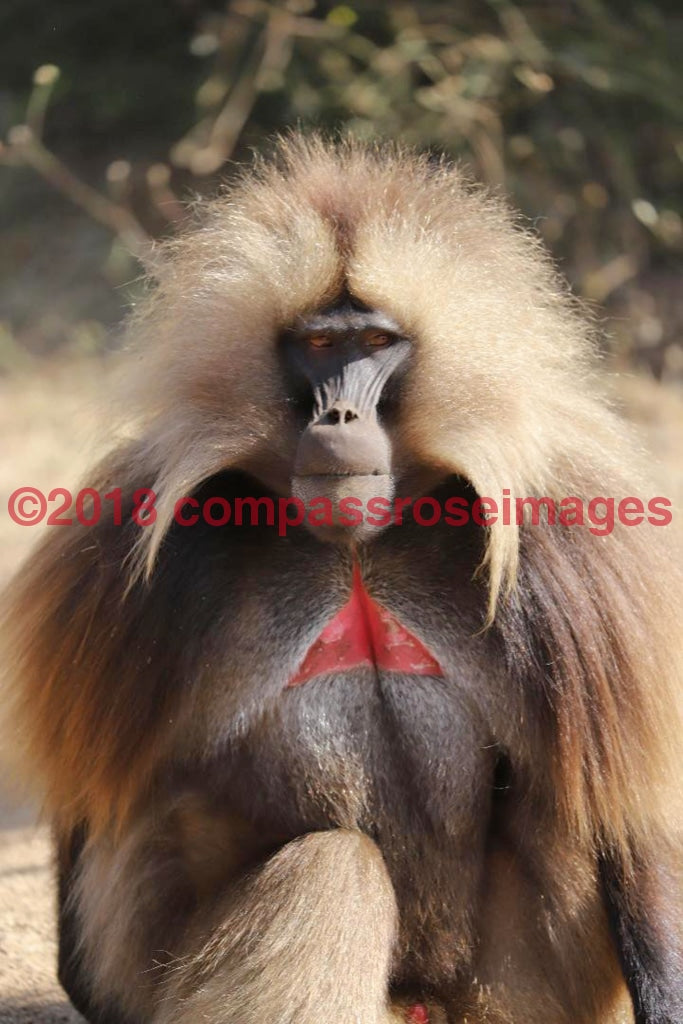 Monkey 36-Canvas Canvas-10 X 10 Canvas