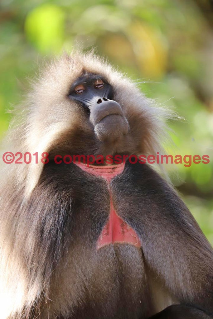 Monkey 37 Greeting Card 8X10 Matted Print (5X7 Photo) 11X14 (8X10
