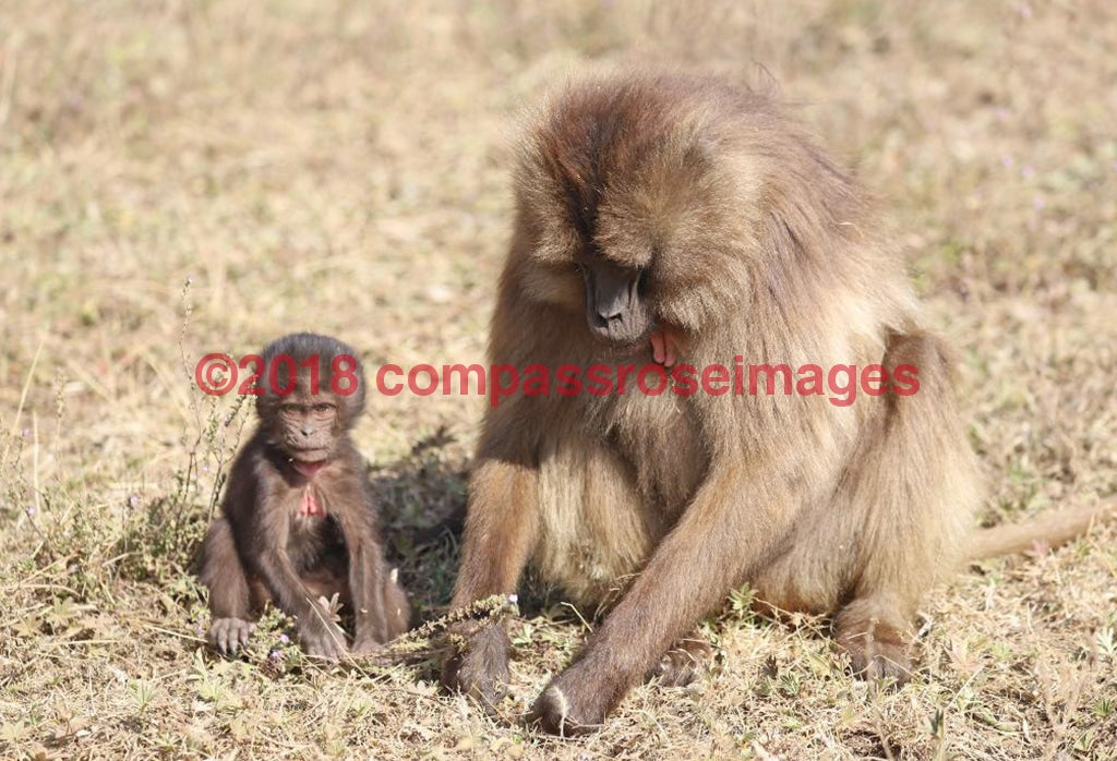 Monkey 39-Canvas Canvas-10 X 10 Canvas