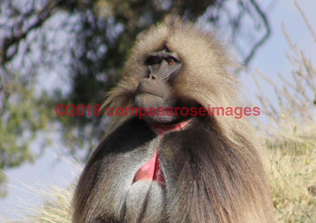 Monkey 40 Greeting Card 8X10 Matted Print (5X7 Photo) 11X14 (8X10