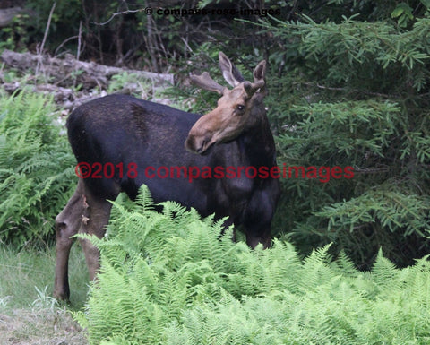 Moose 30 Greeting Card 8X10 Matted Print (5X7 Photo) 11X14 (8X10