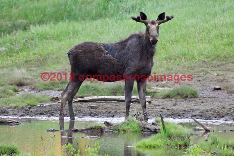 Moose 33-Canvas Canvas-10 X 10 Canvas