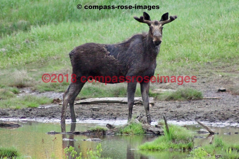 Moose 33 Greeting Card 8X10 Matted Print (5X7 Photo) 11X14 (8X10