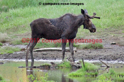 Moose 34 Greeting Card 8X10 Matted Print (5X7 Photo) 11X14 (8X10