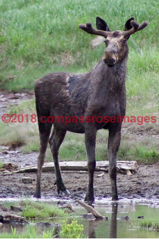 Moose 35-Canvas Canvas-10 X 10 Canvas