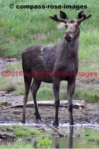 Moose 35 Greeting Card 8X10 Matted Print (5X7 Photo) 11X14 (8X10