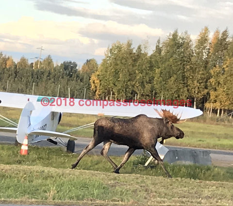 Moose 41-Canvas Canvas-10 X 10 Canvas