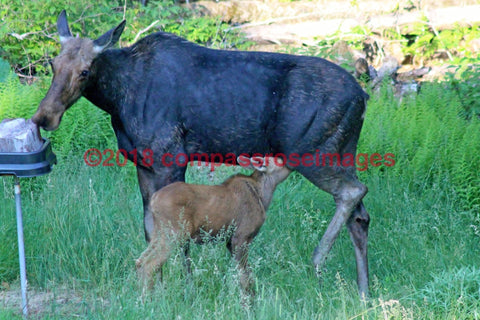 Moose 14-Canvas Canvas-10 X 10 Canvas