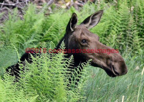 Moose 29-Metal Metal - 8 X 10