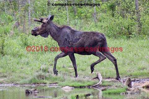Moose 36 Greeting Card 8X10 Matted Print (5X7 Photo) 11X14 (8X10