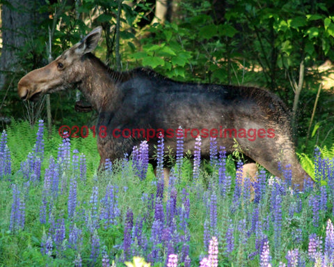 Moose 17-Canvas Canvas-10 X 10 Canvas