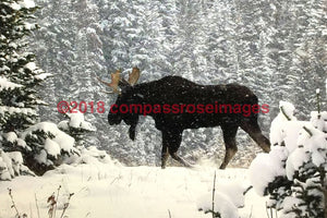 Moose 42