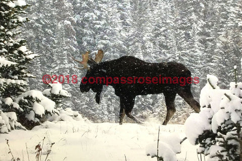 Moose 42-Canvas