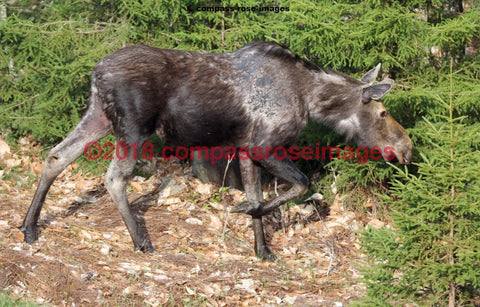 Moose 32 Greeting Card 8X10 Matted Print (5X7 Photo) 11X14 (8X10