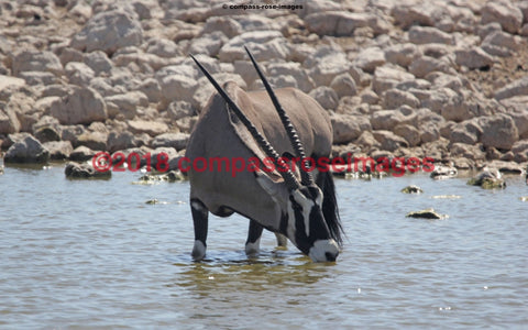 Oryx 1 Greeting Card 8X10 Matted Print (5X7 Photo) 11X14 (8X10
