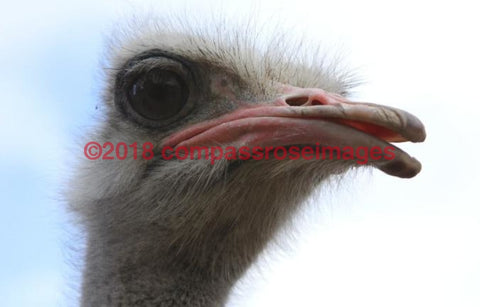 Ostrich 2-Canvas Canvas-10 X 10 Canvas