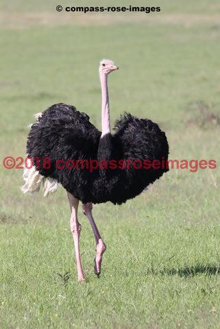 Ostrich 3 Greeting Card 8X10 Matted Print (5X7 Photo) 11X14 (8X10