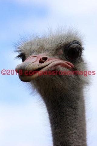 Ostrich 1-Canvas Canvas-10 X 10 Canvas