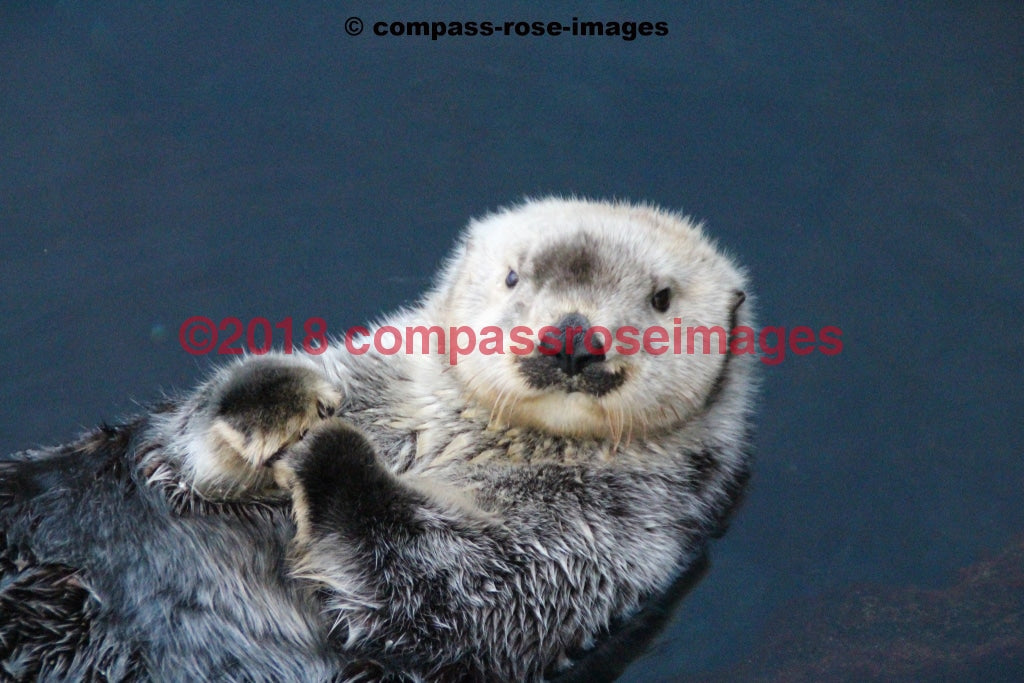 Otter 3 Greeting Card 8X10 Matted Print (5X7 Photo) 11X14 (8X10
