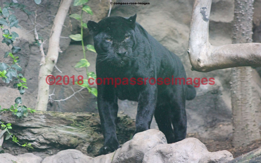 Panther 1 Greeting Card 8X10 Matted Print (5X7 Photo) 11X14 (8X10