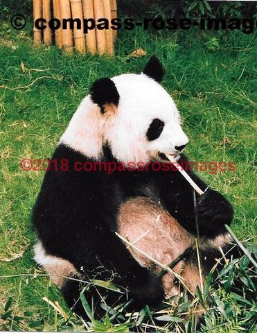 Panda Bear 1 Greeting Card 8X10 Matted Print (5X7 Photo) 11X14 (8X10