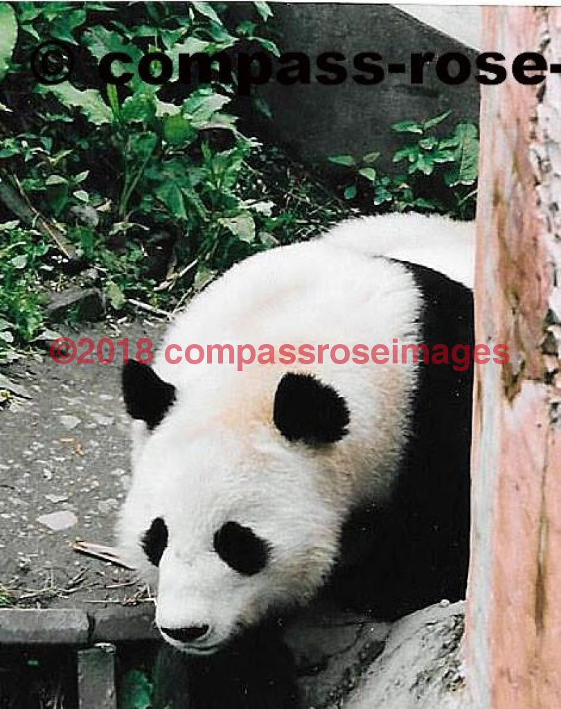 Panda Bear 2 Greeting Card 8X10 Matted Print (5X7 Photo) 11X14 (8X10