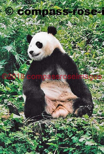 Panda Bear 3 Greeting Card 8X10 Matted Print (5X7 Photo) 11X14 (8X10