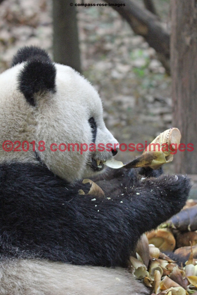 Panda Bear 4 Greeting Card 8X10 Matted Print (5X7 Photo) 11X14 (8X10
