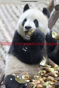 Panda Bear 5 Greeting Card 8X10 Matted Print (5X7 Photo) 11X14 (8X10