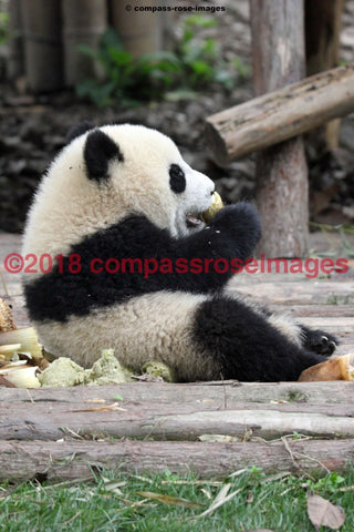 Panda Bear 6 Greeting Card 8X10 Matted Print (5X7 Photo) 11X14 (8X10