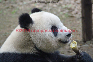Panda Bear 8 Greeting Card 8X10 Matted Print (5X7 Photo) 11X14 (8X10