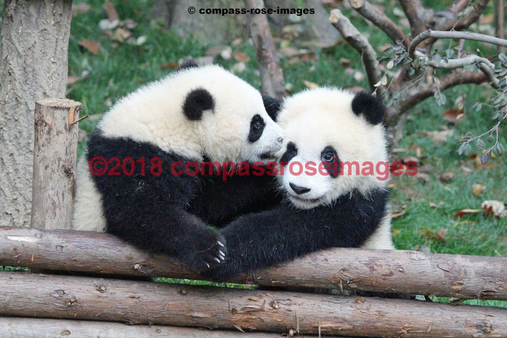 Panda Bear 9 Greeting Card 8X10 Matted Print (5X7 Photo) 11X14 (8X10