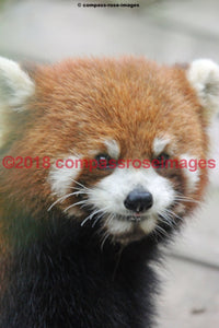 Red Panda 1 Greeting Card 8X10 Matted Print (5X7 Photo) 11X14 (8X10