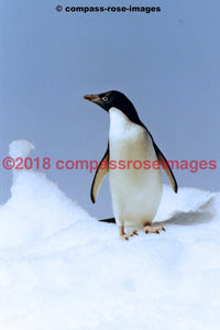 Penguin 18 Greeting Card 8X10 Matted Print (5X7 Photo) 11X14 (8X10