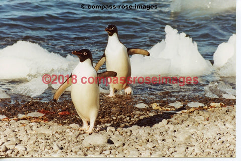 Penguin 19 Greeting Card 8X10 Matted Print (5X7 Photo) 11X14 (8X10