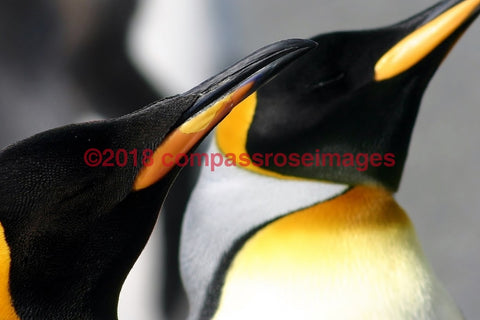 Penguin 11-Canvas Canvas-10 X 10 Canvas