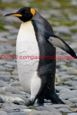 Penguin 12-Canvas Canvas-10 X 10 Canvas