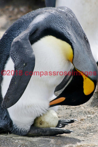 Penguin 13-Canvas Canvas-10 X 10 Canvas