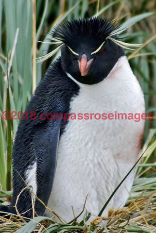 Penguin 1-Canvas Canvas-10 X 10 Canvas