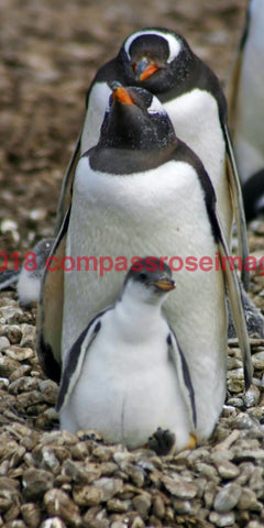 Penguin 14-Canvas Canvas-10 X 10 Canvas