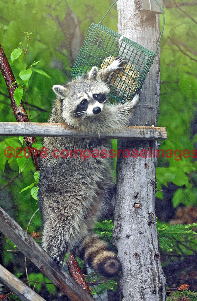 Raccoon 1-Canvas Canvas-10 X 10 Canvas